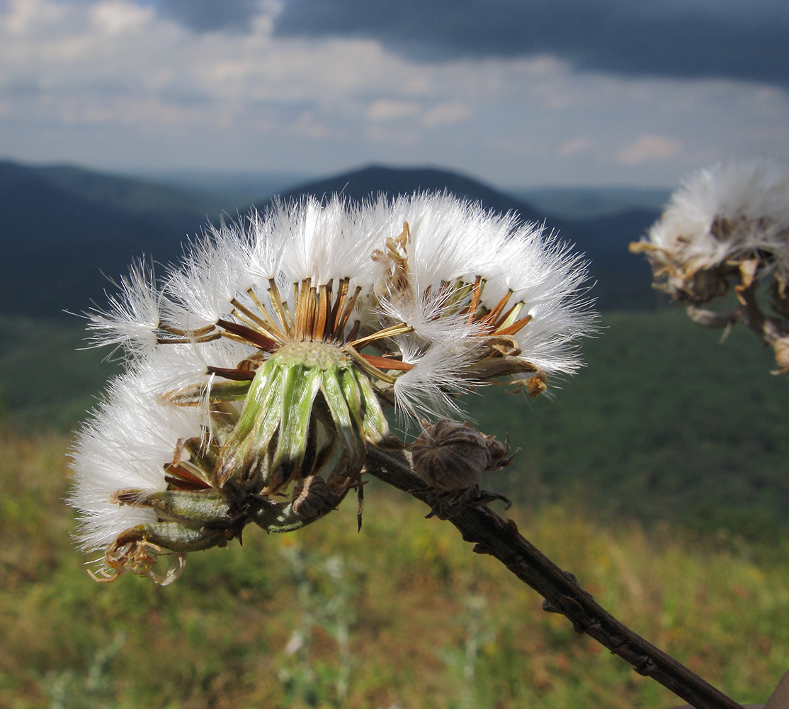 Изображение особи Crepis pannonica.