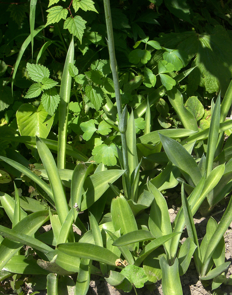 Image of Manfreda virginica specimen.