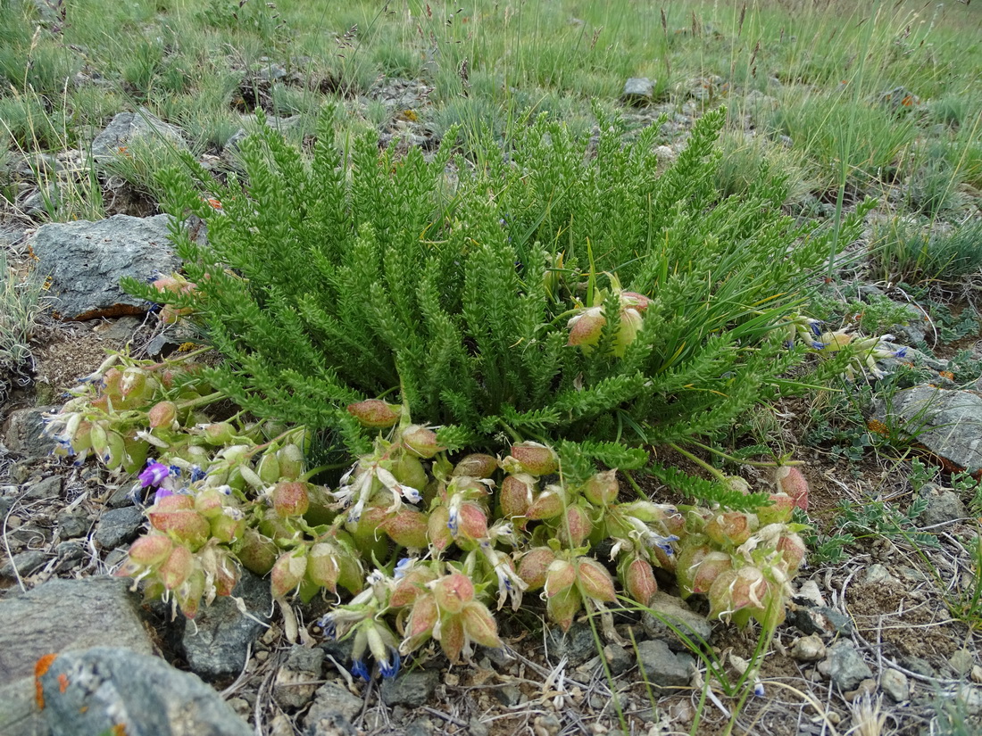 Изображение особи Oxytropis trichophysa.