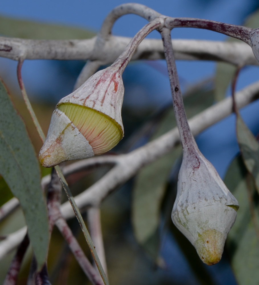 Image of Eucalyptus caesia specimen.