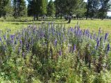 Aconitum altaicum