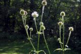 Dipsacus pilosus. Верхушка цветущего и плодоносящего растения. Республика Адыгея, Майкопский р-н, окр. пос. Хамышки, южное подножие горы Монах, опушка лиственного леса (дуб, граб, бук, осина), у тропы. 21.08.2016.