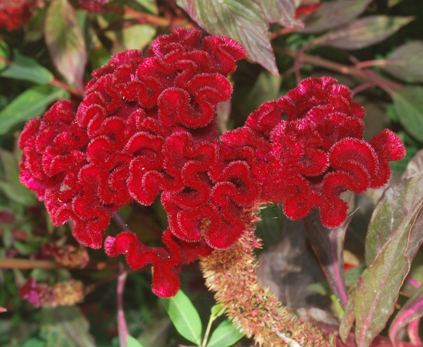 Изображение особи Celosia cristata.