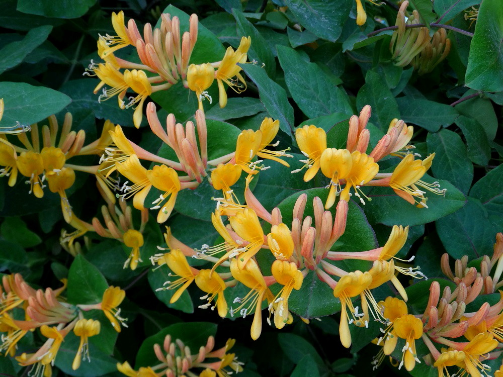 Image of Lonicera &times; tellmanniana specimen.