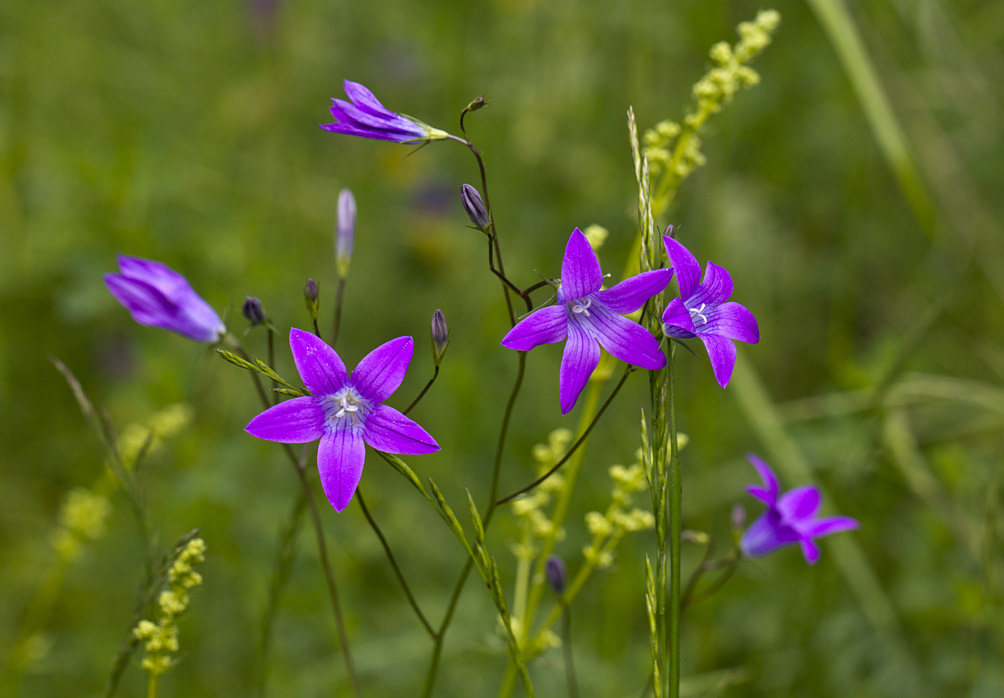 Image of Campanula patula specimen.