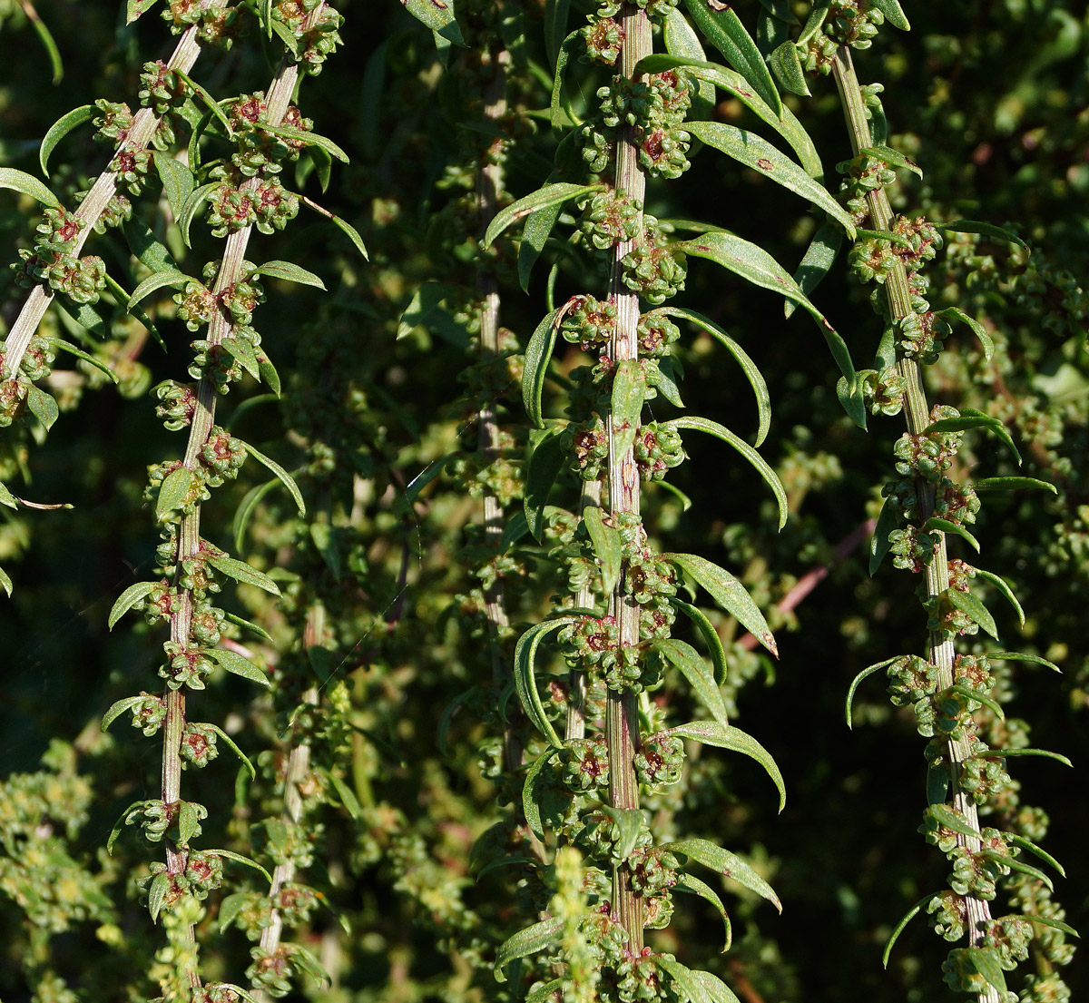 Image of Beta vulgaris specimen.