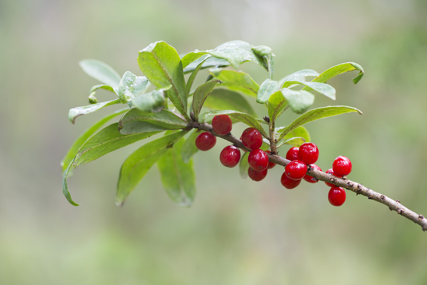 Image of Daphne mezereum specimen.