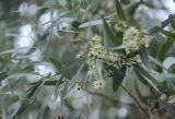 Eucalyptus glaucescens. Веточка с соцветиями. Абхазия, г. Сухум, Сухумский ботанический сад, в культуре. 6 марта 2016 г.