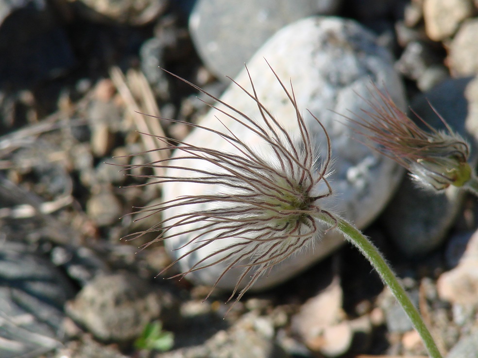 Image of Pulsatilla regeliana specimen.