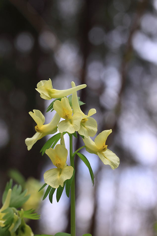 Image of Corydalis bracteata specimen.