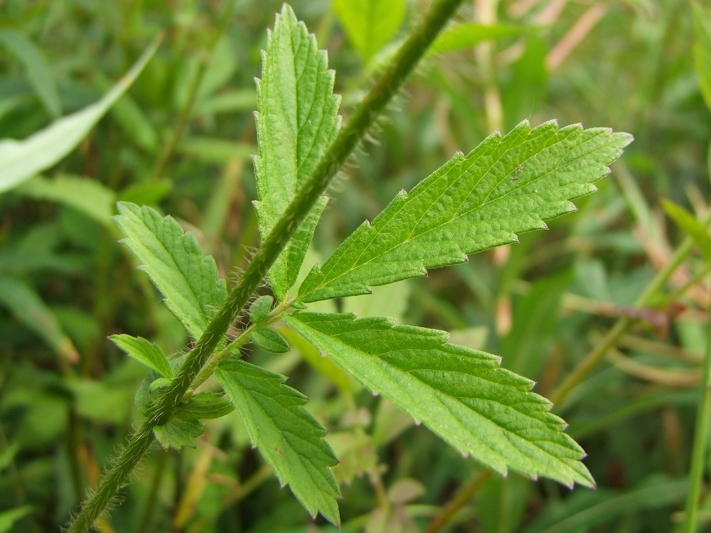 Image of Agrimonia pilosa specimen.