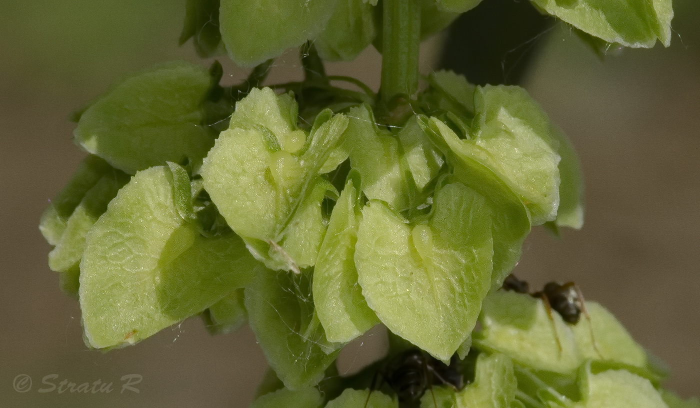 Image of Rumex patientia specimen.