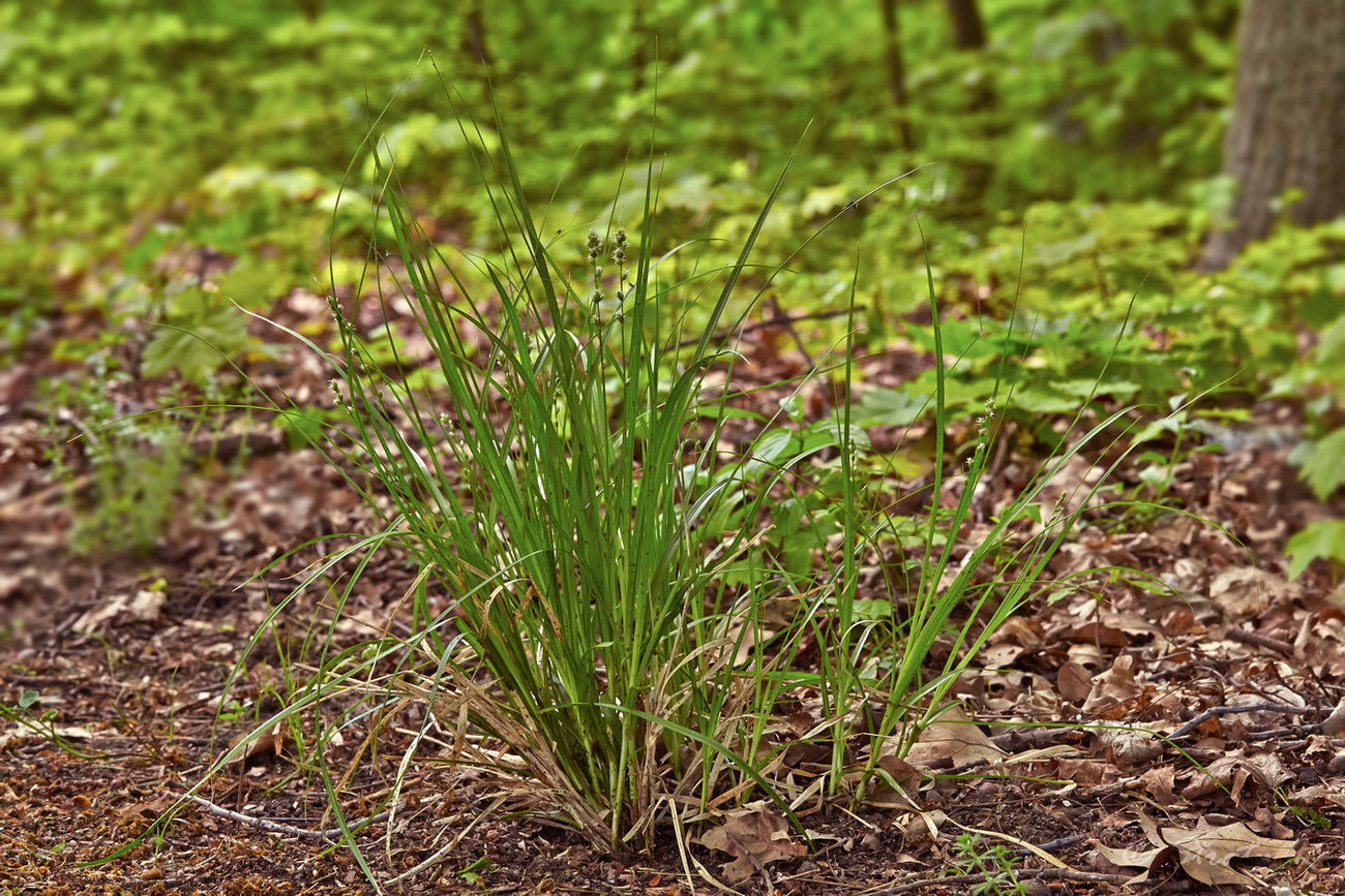 Image of Carex spicata specimen.