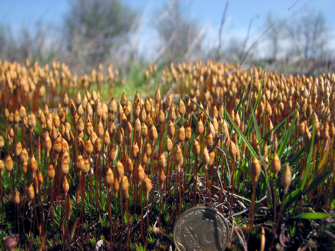 Изображение особи Polytrichum strictum.