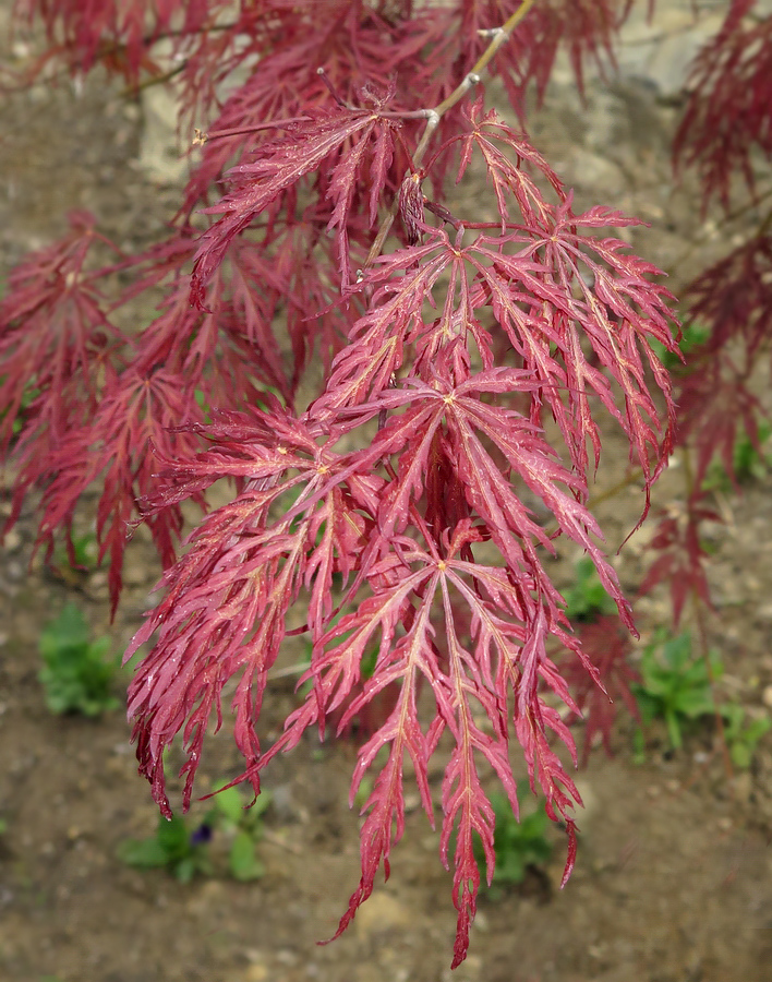 Image of Acer palmatum specimen.