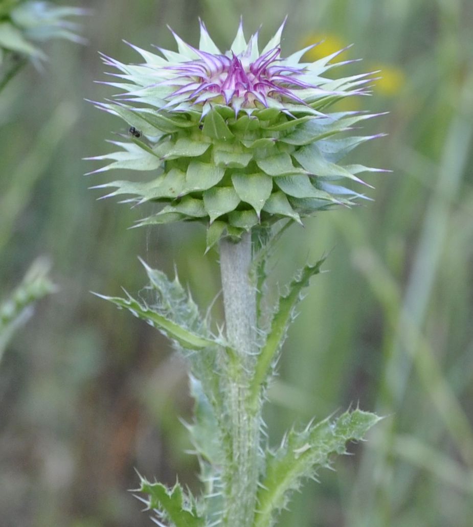 Image of Carduus thoermeri specimen.