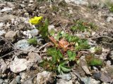 Potentilla gelida. Цветущее растение. Казахстан, Сев. Тянь-Шань, Заилийский Алатау в окр. г. Алматы, Большое Алматинское ущ., р-н Космостанции, 3300 м н.у.м., каменистый склон южной экспозиции. 29 мая 2017 г.