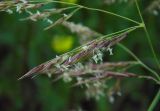 Calamagrostis pseudophragmites. Часть общего соцветия. Республика Адыгея, г. Майкоп, южная окраина, правый берег р. Белая, на песке. 12.06.2017.