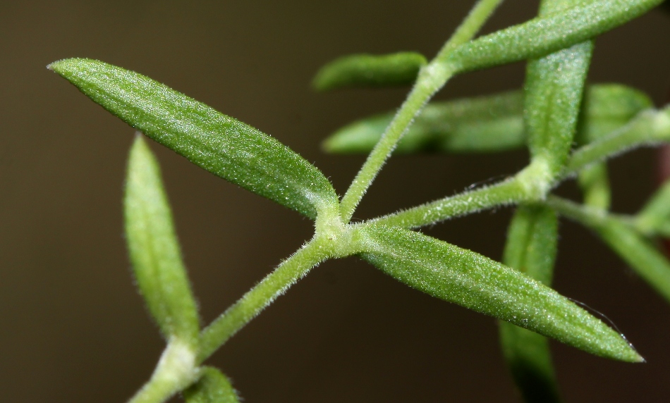 Image of Gypsophila violacea specimen.