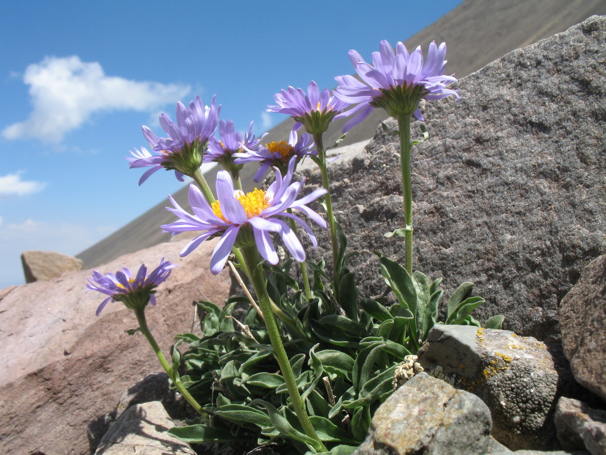 Image of Aster vvedenskyi specimen.