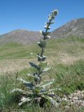 Cousinia pseudoaffinis. Бутонизирующее растение. Южный Казахстан, хребет Сырдарьинский Каратау, верх перевала Турлан. 9 мая 2017 г.