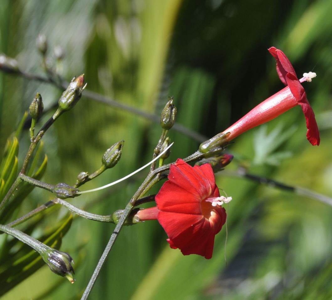 Изображение особи Ipomoea &times; multifida.