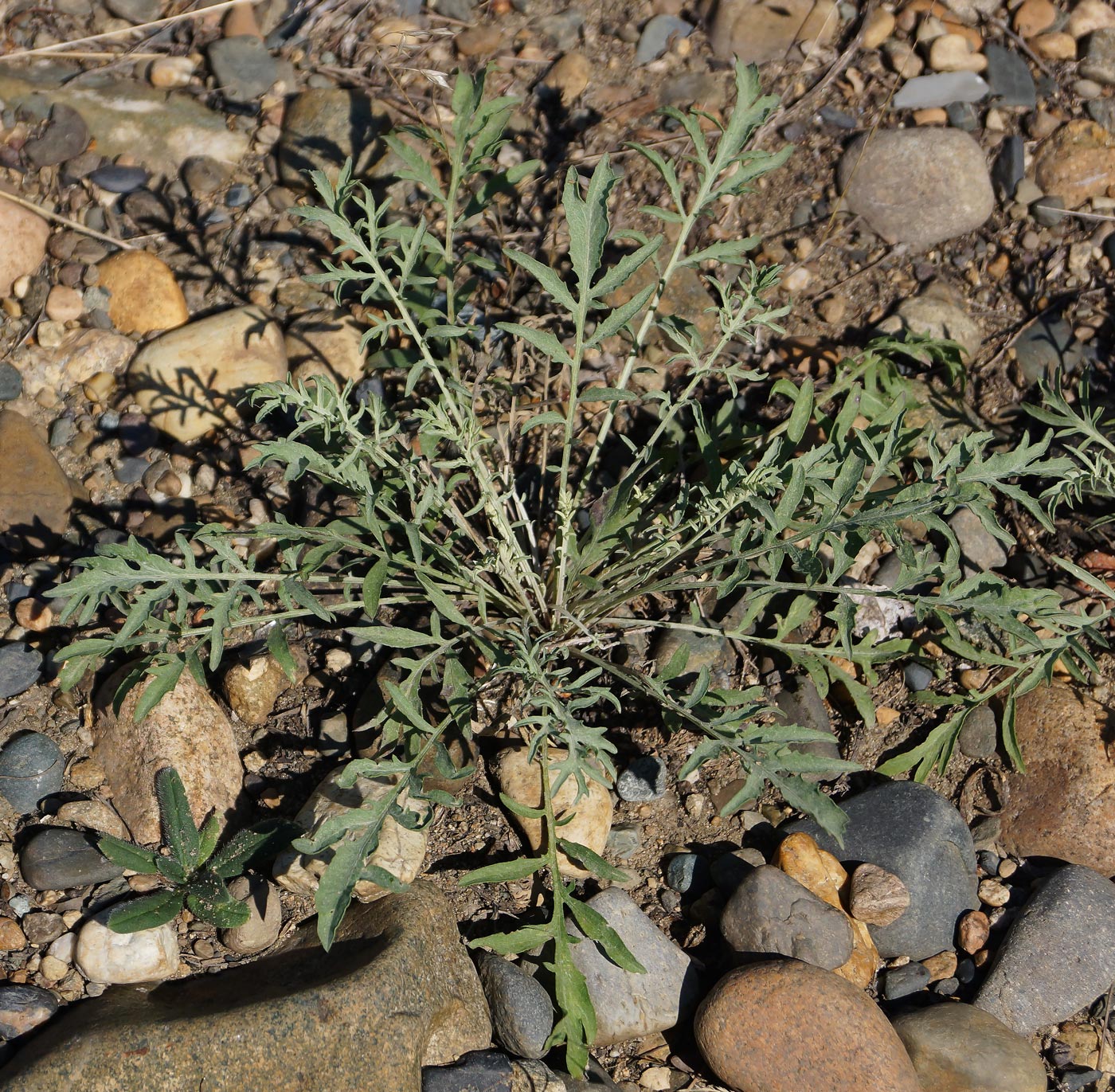 Изображение особи Centaurea diffusa.