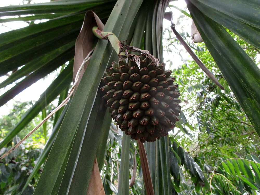 Image of Pandanus sechellarum specimen.