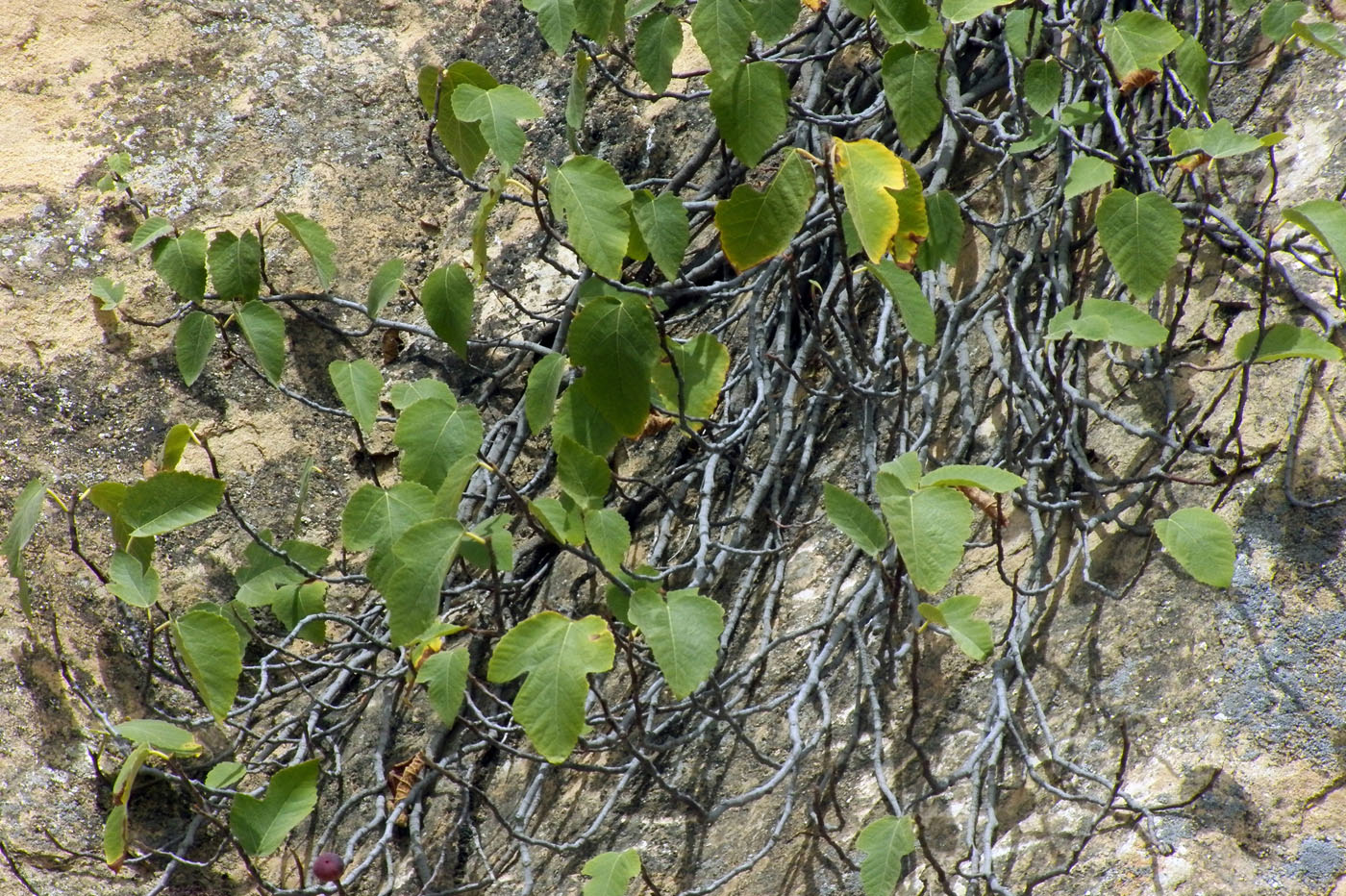 Image of Ficus carica specimen.