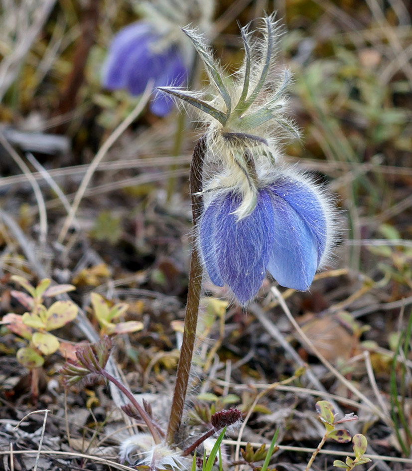 Изображение особи Pulsatilla ajanensis.