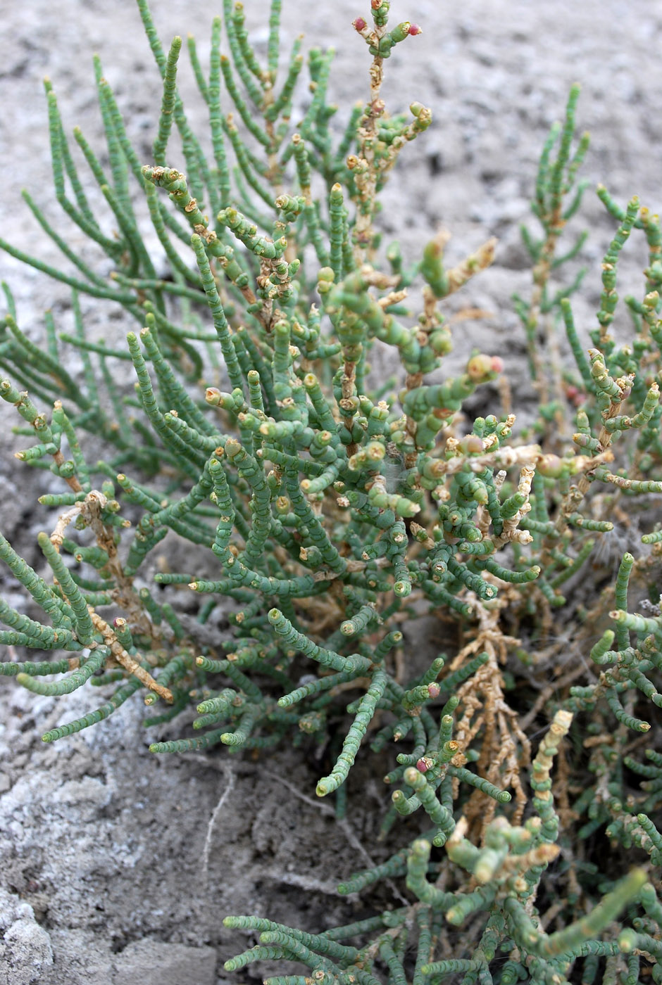 Image of Halocnemum strobilaceum specimen.