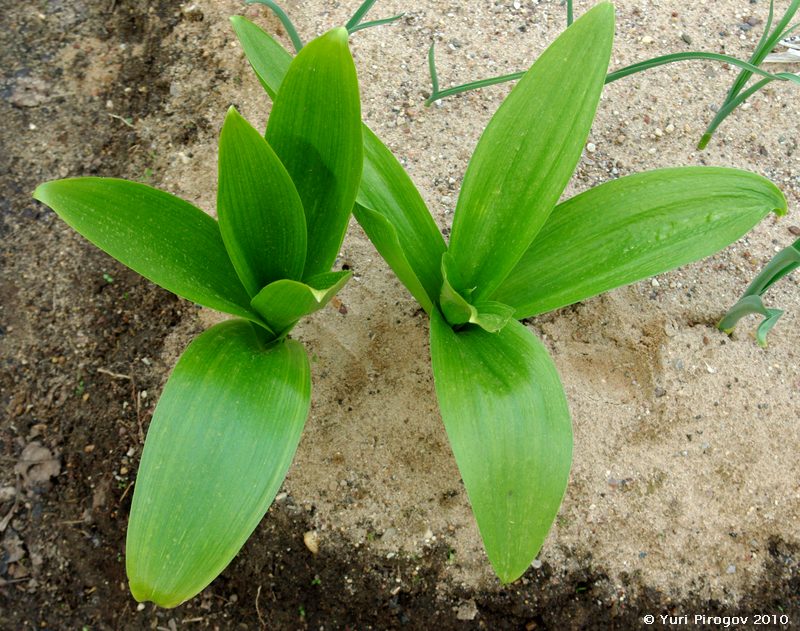 Image of Allium rosenbachianum specimen.