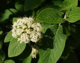 Viburnum lantana