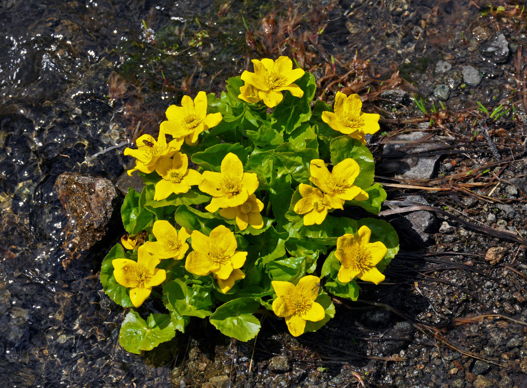 Image of Caltha polypetala specimen.