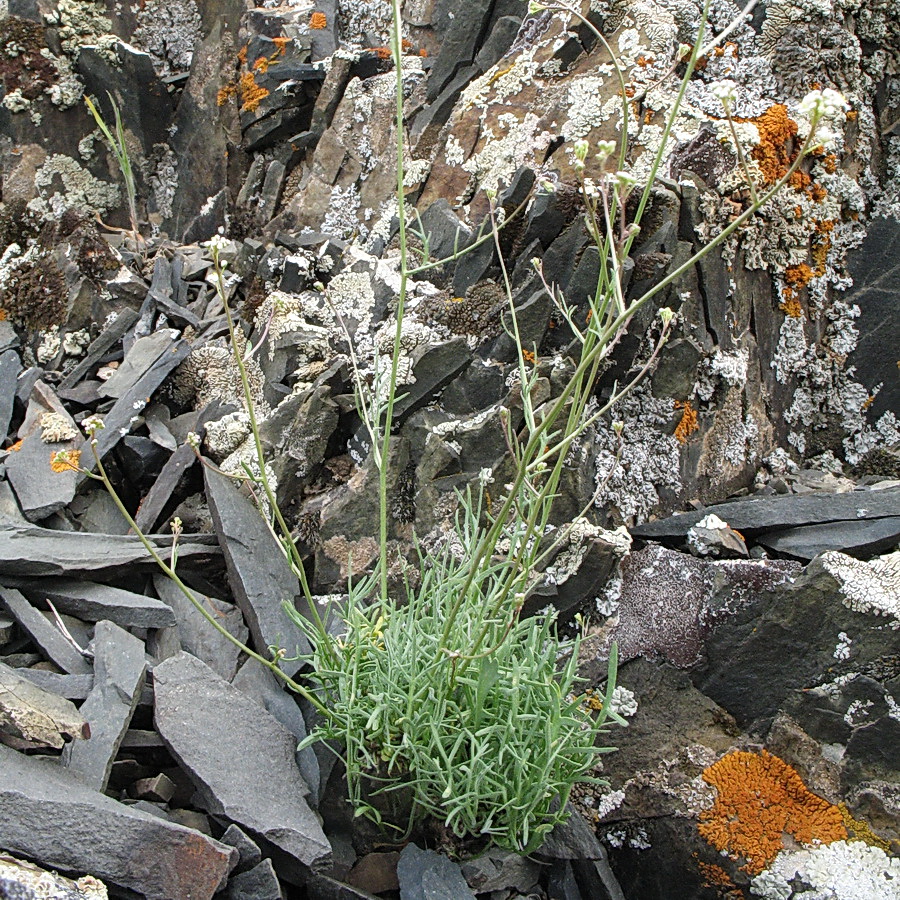 Image of Lepidium karataviense specimen.