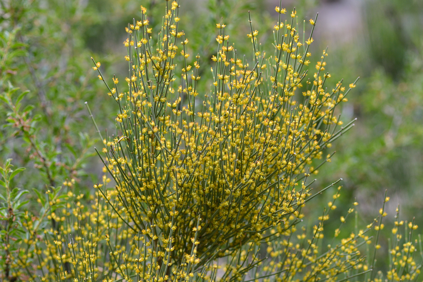 Image of Ephedra equisetina specimen.