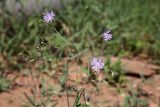Смотреть изображение Lactuca tatarica