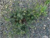 Potentilla argentea. Цветущее растение. Чувашия, окр. г. Шумерля, ст. Кумашка, ж.-д. насыпь. 1 июня 2010 г.