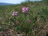 Pedicularis interioroides. Цветущие растения. Магаданская обл., окр. г. Магадан, п-ов Старицкого, кустарничковая тундра. 07.07.2018.