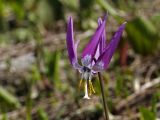 Erythronium sibiricum