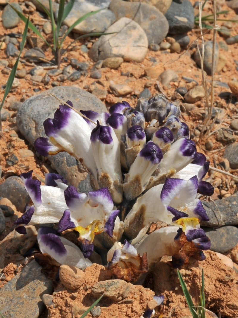 Image of Cistanche salsa specimen.