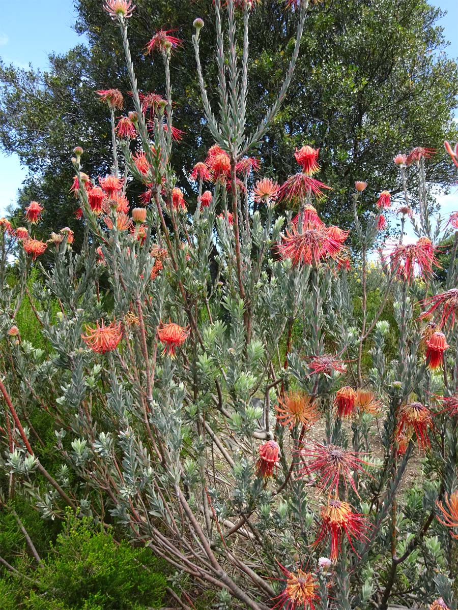 Image of Leucospermum reflexum specimen.