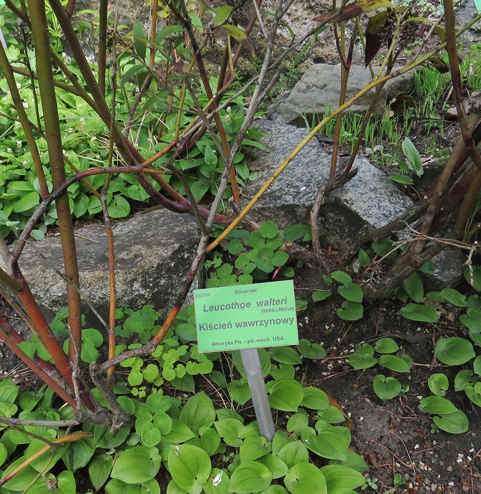 Image of Leucothoe fontanesiana specimen.