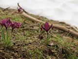Смотреть изображение Iridodictyum kopetdaghense