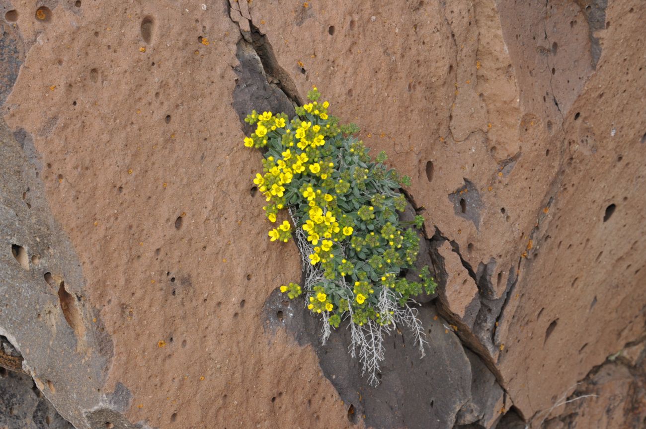 Image of Draba rosularis specimen.