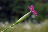 Dianthus armeria