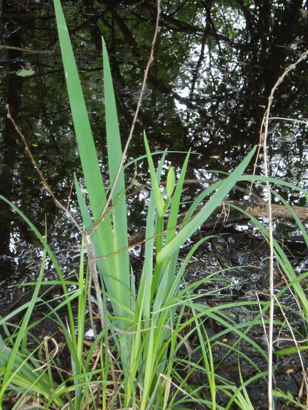 Image of Iris pseudacorus specimen.