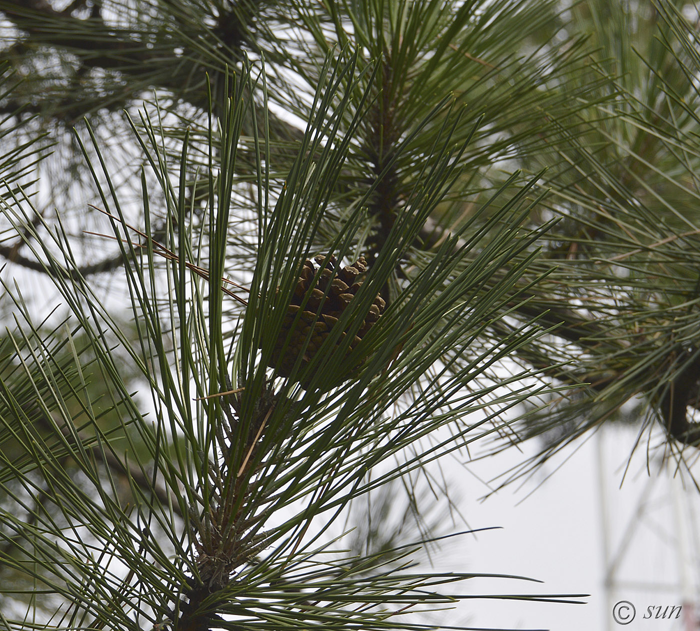 Image of Pinus pallasiana specimen.