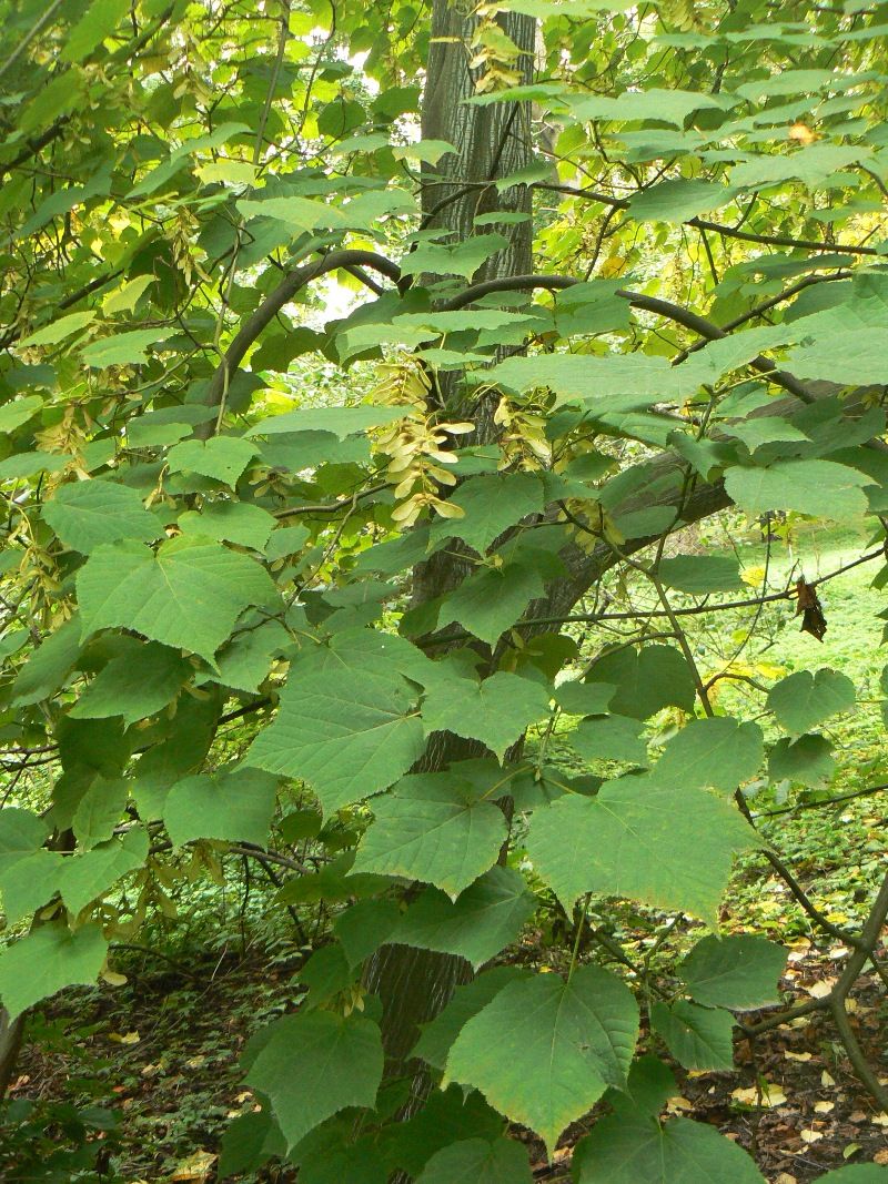 Image of Acer tegmentosum specimen.