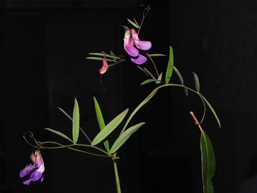 Image of Lathyrus pilosus specimen.